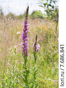 Дербенник иволистный, или Плакун-трава (лат. Lythrum salicaria) Стоковое фото, фотограф Ольга Пашкова / Фотобанк Лори