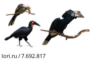 hornbills over white background. Стоковое фото, фотограф Яков Филимонов / Фотобанк Лори