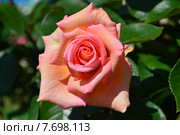 Роза чайно-гибридная на штамбе Сент-Сэйшн (лат. Scent-Sation), Fryers Roses. Стоковое фото, фотограф lana1501 / Фотобанк Лори