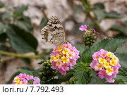 Пестроглазка галатея ( Melanargia galathea) Стоковое фото, фотограф Татьяна Ляпи / Фотобанк Лори