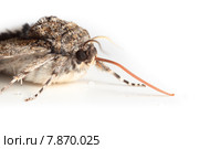 Ленточница голубая, Catocala fraxini, Blue underwing. Стоковое фото, фотограф Василий Вишневский / Фотобанк Лори