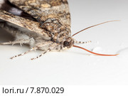 Ленточница голубая, Catocala fraxini, Blue underwing. Стоковое фото, фотограф Василий Вишневский / Фотобанк Лори