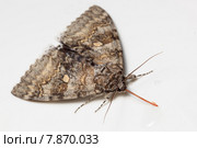 Ленточница голубая, Catocala fraxini, Blue underwing. Стоковое фото, фотограф Василий Вишневский / Фотобанк Лори