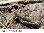 Конек изменчивый, Glyptobothrus biguttulus. Стоковое фото, фотограф Василий Вишневский / Фотобанк Лори