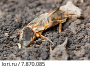 Медведка обыкновенная, Gryllotalpa gryllotalpa. Стоковое фото, фотограф Василий Вишневский / Фотобанк Лори