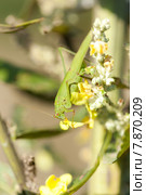 Пластинокрыл обыкновенный, Phaneroptera falcata. Стоковое фото, фотограф Василий Вишневский / Фотобанк Лори