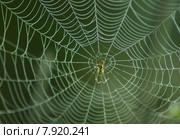 nature forest insect net thread. Стоковое фото, фотограф Herbert Esser / PantherMedia / Фотобанк Лори