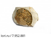 old geology skeleton evolution fossil. Стоковое фото, фотограф Juergen Buettner / PantherMedia / Фотобанк Лори