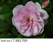 Роза флорибунда Наташа Ричардсон (лат. Natasha Richardson), Harkness Roses. Стоковое фото, фотограф lana1501 / Фотобанк Лори