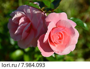Роза флорибунда Олдерли Парк (лат. Alderley Park), Fryers Roses. Стоковое фото, фотограф lana1501 / Фотобанк Лори