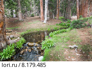 Ручей в еловом лесу и цветущая примула Парри. Национальный парк Great Basin (Грейт-Бейсин), Невада. США (2015 год). Стоковое фото, фотограф Ирина Кожемякина / Фотобанк Лори