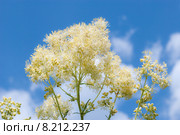 Василистник жёлтый (лат. Thalictrum flavum) Стоковое фото, фотограф Ольга Пашкова / Фотобанк Лори