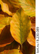 nature brown light yellow tree. Стоковое фото, фотограф Thomas Rabbe / PantherMedia / Фотобанк Лори