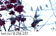 Свиристель (Bombycilla Garrulus), птицы едят ягоды рябины зимой. Стоковое видео, видеограф Павел С. / Фотобанк Лори