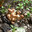 Honey fungus. Грибы опята. Стоковое фото, фотограф Юрий Карачев / Фотобанк Лори