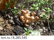 Honey fungus. Грибы опята. Стоковое фото, фотограф Юрий Карачев / Фотобанк Лори