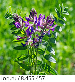 Астрагал эспарцетовый (Astragalus onobrychis) Стоковое фото, фотограф Евгений Мухортов / Фотобанк Лори