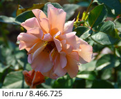 Роза чайно-гибридная Джулиас Роуз (лат. Julia's Rose), Jones. Стоковое фото, фотограф lana1501 / Фотобанк Лори