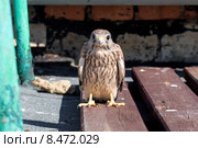 Птенец пустельги (falco) Стоковое фото, фотограф Ирина Яровая / Фотобанк Лори
