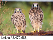 Птенцы пустельги (falco) Стоковое фото, фотограф Ирина Яровая / Фотобанк Лори