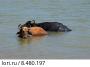 Два лежащих в воде азиатских буйвола. Шри-Ланка. Стоковое фото, фотограф Виктор Карасев / Фотобанк Лори