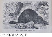 Норка (Putorius Lutreola) - рисунок из книги А. Брэма "Жизнь животных" 1896г. Стоковая иллюстрация, иллюстратор Вера Смолянинова / Фотобанк Лори