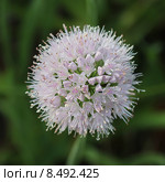 Лук-слизун или Лук поникающий ( Allium nutans) — многолетнее травянистое растение. Цветущая головка крупно. Стоковое фото, фотограф Евгений Мухортов / Фотобанк Лори