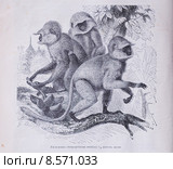 Гульманъ (лат. Semnopithecus) — примат (мартышковые) - рисунoк из книги А. Брэма "Жизнь животных" 1896г. Стоковая иллюстрация, иллюстратор Вера Смолянинова / Фотобанк Лори