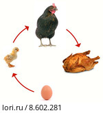 food life nutrition bird living. Стоковое фото, фотограф Juergen Buettner / PantherMedia / Фотобанк Лори