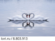 Swans Heart in the Calm Morning Lake. Стоковое фото, фотограф Miroslav Beneda / PantherMedia / Фотобанк Лори