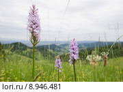 plant flower blossom meadow bloom. Стоковое фото, фотограф Daniel Schoenen / Smarterpix / Фотобанк Лори