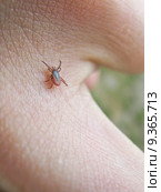 Tick on skin. Стоковое фото, фотограф Andreas Altenburger / PantherMedia / Фотобанк Лори