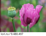 summer poppy withers summerly ovaries. Стоковое фото, фотограф Frank Rehermann / PantherMedia / Фотобанк Лори