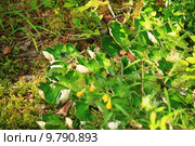 Пельтигера пупырчатая (лат. Peltigera aphthosa) Стоковое фото, фотограф Елена Кутепова / Фотобанк Лори