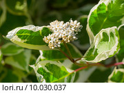 Дерен белый (Сornus alba). Цветущая ветвь. Стоковое фото, фотограф Евгений Мухортов / Фотобанк Лори