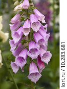pink foxglove. Стоковое фото, фотограф Lee Avison / PantherMedia / Фотобанк Лори