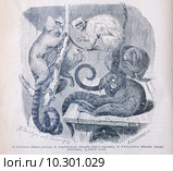 Сагуинъ (Hapale jacchus); Серебряная обезьяна (Hapale arjentata); Белолобая обезьяна (Hapale penicillata)—рисунок из книги А. Брэма "Жизнь животных", 1896 г. Стоковая иллюстрация, иллюстратор Вера Смолянинова / Фотобанк Лори