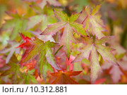 autumnal liquidambar or sweet gum tree leaves. Стоковое фото, фотограф Lee Avison / PantherMedia / Фотобанк Лори