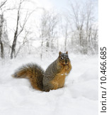 Squirrel On The Snow. Стоковое фото, фотограф Svetlana Foote / PantherMedia / Фотобанк Лори