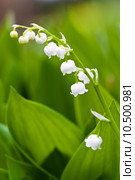 White lilies flowers. Стоковое фото, фотограф Artur Wojteczek / PantherMedia / Фотобанк Лори