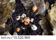 Маленькие новорожденные улитки вылупляются из яиц. Стоковое фото, фотограф Екатерина Голубкова / Фотобанк Лори