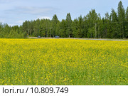 Рапсовое (лат. Brassica napus) поле на опушке леса. Стоковое фото, фотограф Валерия Попова / Фотобанк Лори