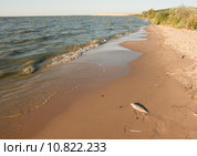 Мёртвая рыба на берегу залива. Стоковое фото, фотограф Svet / Фотобанк Лори