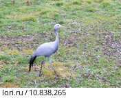 Африканская красавка или райский журавль (Anthropoides paradiseus) Стоковое фото, фотограф Светлана Зотеева / Фотобанк Лори
