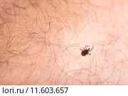 Tick - parasitic arachnid blood-sucking carrier of various diseases. Стоковое фото, фотограф Viktor Cap / PantherMedia / Фотобанк Лори