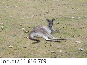 Серый кенгуру (лат. (Macropus giganteus), Национальный парк  Wombeyan Caves, Австралия (2015 год). Стоковое фото, фотограф Ирина Фирсова / Фотобанк Лори