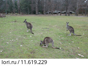 Серые кенгуру (лат. (Macropus giganteus), Национальный парк  Wombeyan Caves, Австралия (2015 год). Стоковое фото, фотограф Ирина Фирсова / Фотобанк Лори