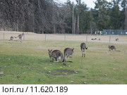 Серые кенгуру (лат. (Macropus giganteus), Национальный парк  Wombeyan Caves, Австралия (2015 год). Стоковое фото, фотограф Ирина Фирсова / Фотобанк Лори