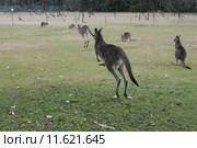 Серые кенгуру (лат. (Macropus giganteus), Национальный парк  Wombeyan Caves, Австралия (2015 год). Стоковое фото, фотограф Ирина Фирсова / Фотобанк Лори