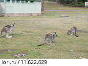 Серые кенгуру (лат. (Macropus giganteus), Национальный парк  Wombeyan Caves, Австралия (2015 год). Стоковое фото, фотограф Ирина Фирсова / Фотобанк Лори